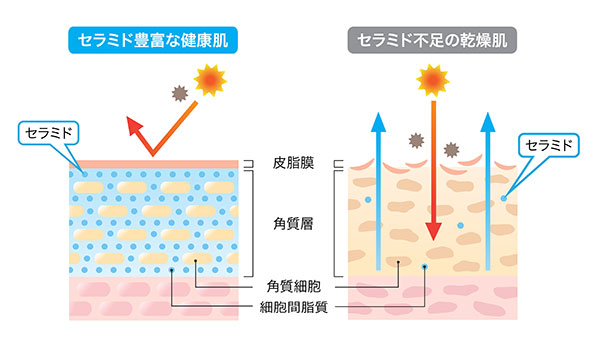 セラミドと保湿の関係