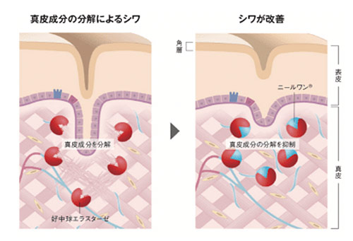 ポーラ_シワ改善メカニズム