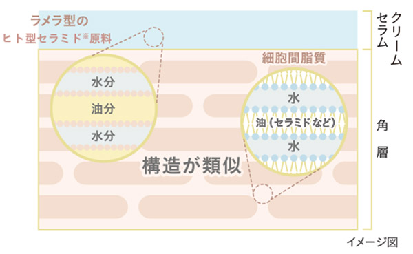 ラメラ構造図