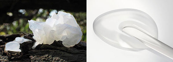 白キクラゲとコラーゲン2