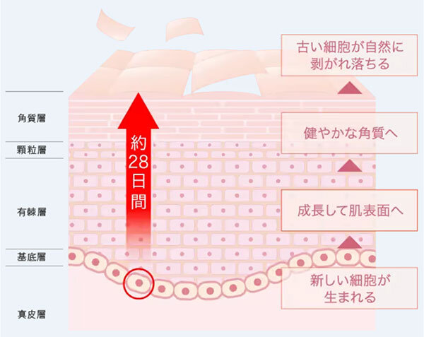 タカミ_ターンオーバー